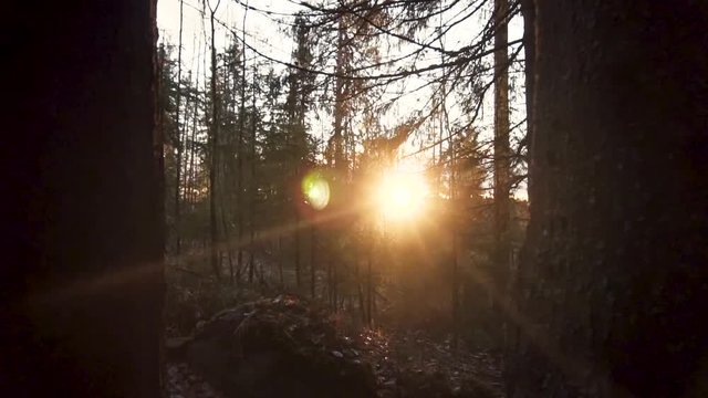 Dollyshot of the sunset at the woods