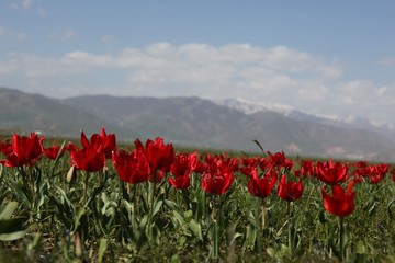 close up of red poppy flowers in a field .oltu/erzurum/turkey