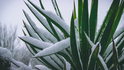 Plant with snow
