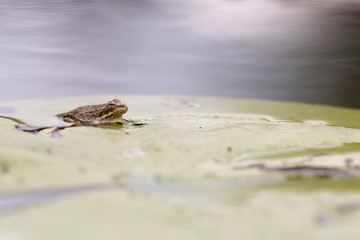 Grenouille