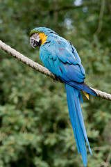Ara bleu