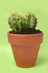 cactus on pastel background
