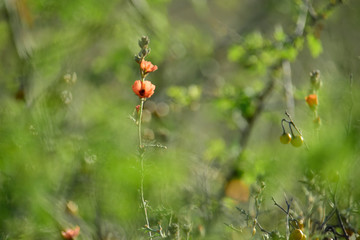 Wild flowers, La Pampa.  Patagonia, Argentina