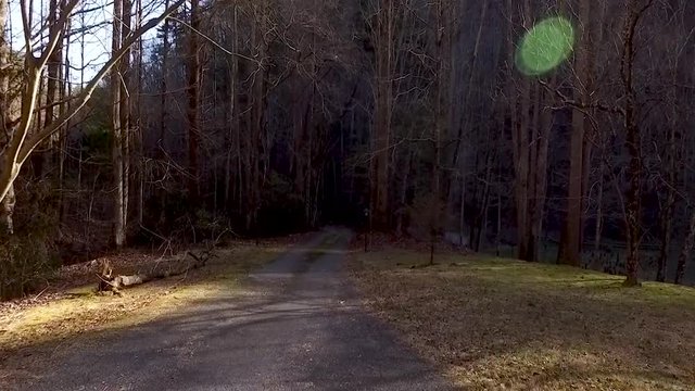 Slow Motion through creepy woods in Tennessee