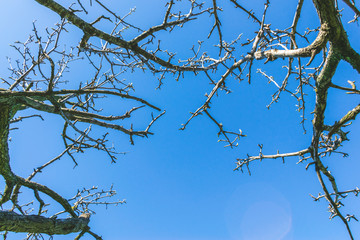 Obraz premium Big old tree close up and sky