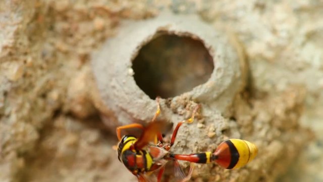 Potter wasp busy activity building it's nest of mud, close up macro detail static shot in hd.
