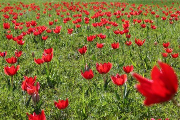 Obraz premium close up of red poppy flowers in a field .oltu/erzurum/turkey