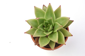 Potted cactus isolated on white background