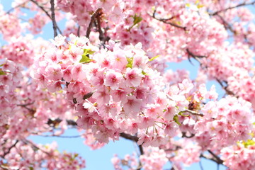 Obraz premium 満開桜の花