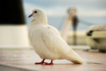 the white dove