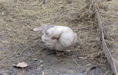 Gray duck with a red beak stands on the ground