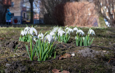 Little spring white flowers snowdrops
