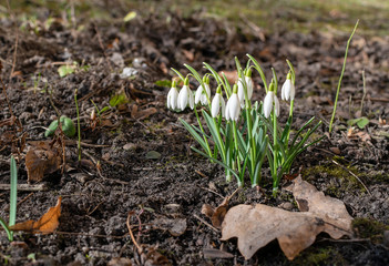 Little spring white flowers snowdrops