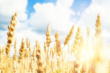 Field with yellow wheat and blue sky with sunlight