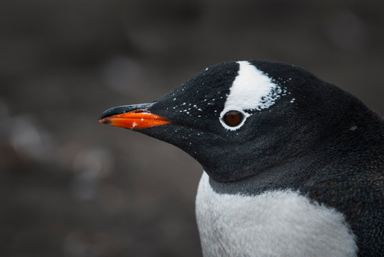  Gentoo Penguin,Hannah Point, Antartica