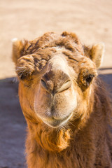 Obraz premium Front portrait of a brown dromedary, Camelus dromedarius
