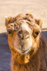 Front portrait of a brown dromedary, Camelus dromedarius