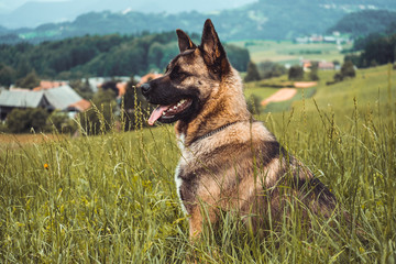 dog sitting in grass
