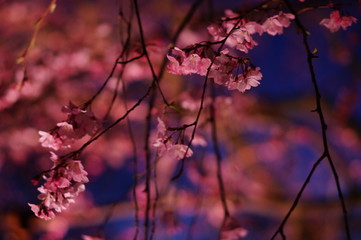 夜桜