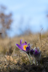 Pasque flower , purple spring wildflower