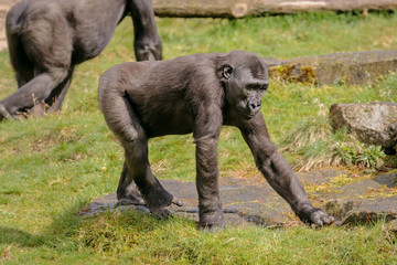 The young western lowland gorilla is walking in the semi-free park.