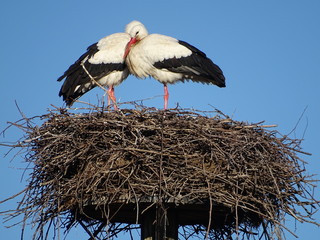 Zwei Weißstörche haben sich gesucht und gefunden