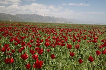Obraz premium close up of red poppy flowers in a field .oltu/erzurum/turkey