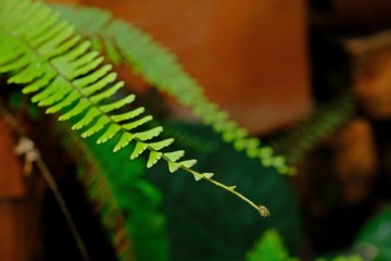Walking Maidenhair Fern, Tralling Maidenhair, Adiantum caudatum L. with blur clay pot background. Selective focus.