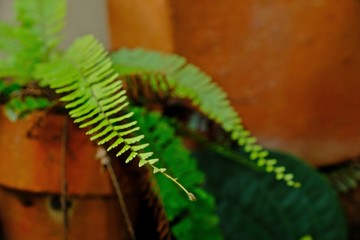 Walking Maidenhair Fern, Tralling Maidenhair, Adiantum caudatum L. with blur clay pot background. Selective focus.