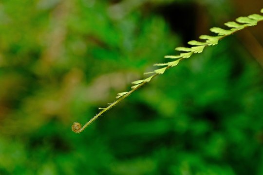 Close up fiddlehead Walking Maidenhair Fern, Tralling Maidenhair, Adiantum caudatum L. with green blur background.