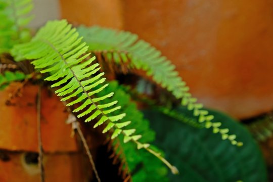 Walking Maidenhair Fern, Tralling Maidenhair, Adiantum caudatum L. with blur clay pot background. Selective focus.
