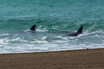 Fototapeta premium Orcas family, hunting in Patagonia, Peninsula Valdes