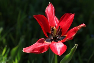 close up of red poppy flowers in a field .oltu/erzurum/turkey