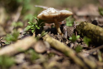 Lamellenpilz im Wald