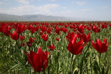 close up of red poppy flowers in a field .oltu/erzurum/turkey