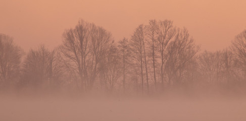 Morgendliche Stille am See mit Bäumen