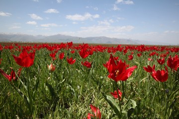 Fototapeta premium close up of red poppy flowers in a field .oltu/erzurum/turkey