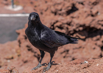 Common raven (Corvus corax tingitanus) with volcanic rocks background, La Palma, Canary islands, Spain