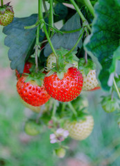 red strawberry berry fortified food