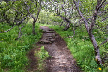 Skaftafell park in Iceland