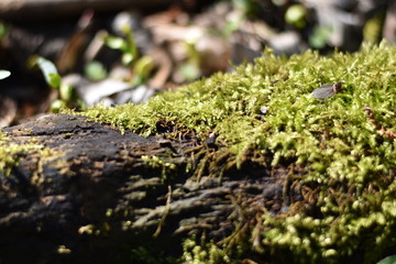 Moos an einem Baumstamm