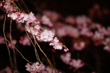 夜桜