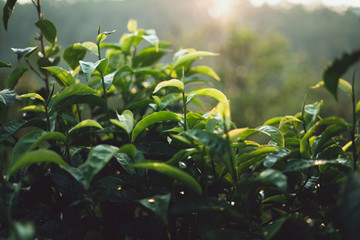 Tea leaves Tea leaves in nature Deep green 