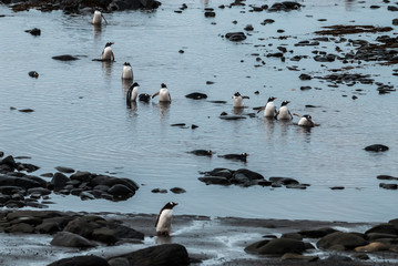 Fototapeta premium Gentoo Penguin,Hannah Point, Antartica