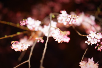 Fototapeta na wymiar 夜桜