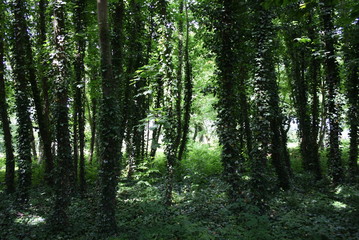 lüneburger heide