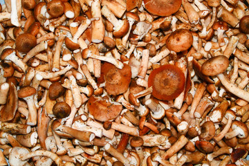 A lot of mushrooms, background
