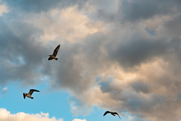 冬空の晴れ間とカモメ