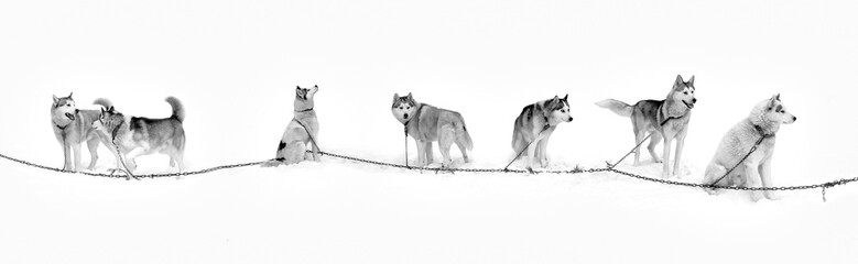 Northern Huskies sled. Husky dogs in the snow in a team.  © maestrovideo