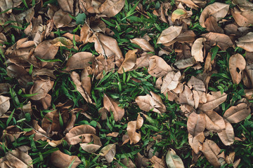 Dry leaves fall on the grass field